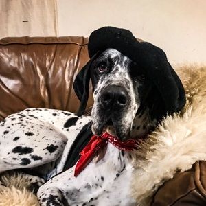 Meet your Posher, Dougal